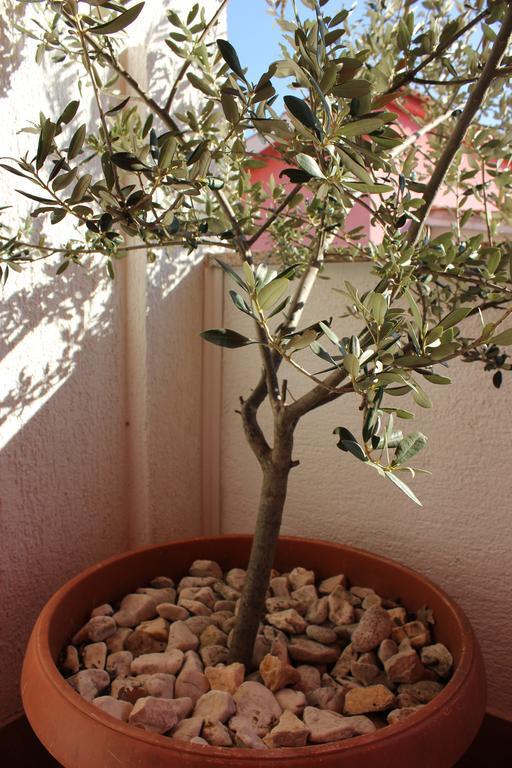 Pinezići Apartman Luburic מראה חיצוני תמונה